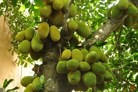 4 cây ăn quả cứ trồng là "hốt lộc" vào nhà