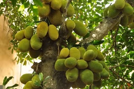 4 cây ăn quả cứ trồng là "hốt lộc" vào nhà