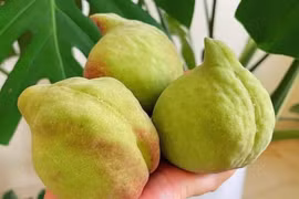 Đào mỏ quạ bán đầy chợ, phân biệt hàng Việt và Trung Quốc thế nào?