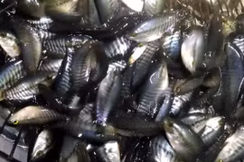  Giá cá giống tăng mạnh