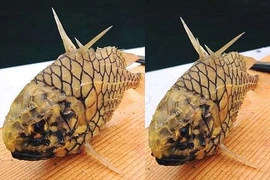 Tận thấy loài cá nghe như trái cây 400.000/kg có tiền cũng khó mua