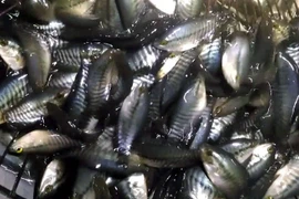  Giá cá giống tăng mạnh