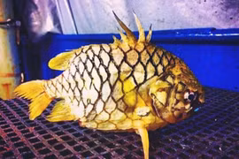 Loài cá dân dã xưa không ai ngó nay là đặc sản đắt khách