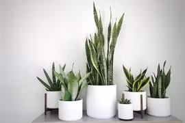 5 loại cây hút tài lộc, may mắn vào nhà năm 2026