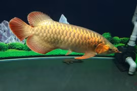 Sự thật chưa từng hé lộ về loài cá đắt hơn cả siêu xe 