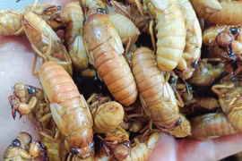 Đặc sản nhìn "chết khiếp" hơn nửa triệu đồng/kg 