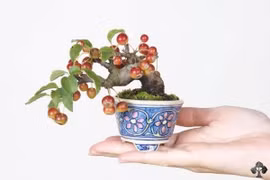 10 tác phẩm bonsai cho quả đẹp “ngây ngất" 