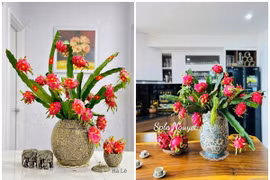 Vài trăm một set cành quả thanh long, chị em thi nhau mua 