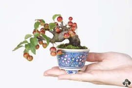 10 tác phẩm bonsai cho quả đẹp “ngây ngất" 