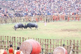 Những màn 'so sừng' kịch tính tại Lễ hội chọi trâu Hải Lựu ở Phú Thọ