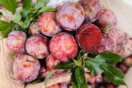 Sự thật mận hậu rớt giá chỉ 2.000-3.000 đồng/kg