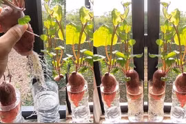 4 loại củ trong bếp trồng thành cây cảnh đẹp mê ly