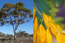 Loại cây "trữ vàng" trong lá, trồng bạt ngàn ở Việt Nam 