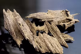 4 loại gỗ quý hiếm đắt đỏ bậc nhất thế giới