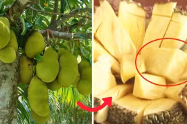 Mít không hạt đang gây sốt đắt đỏ cỡ nào?