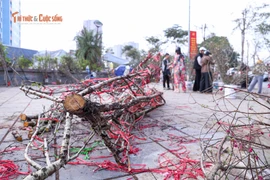 Sức mua chậm, người buôn đào quất chặt bỏ hàng trăm cành 