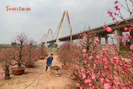 Ngày cuối năm ngắm vườn đào Nhật Tân, hương Tết chạm ngõ Thủ đô