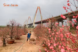Ngày cuối năm ngắm vườn đào Nhật Tân, hương Tết chạm ngõ Thủ đô