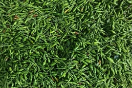 Quả mọc bờ rào xưa rụng đầy gốc nay 1 triệu đồng/kg vẫn đắt khách
