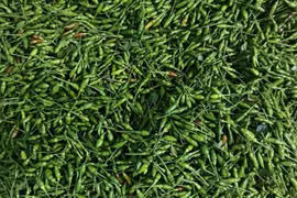 Quả mọc bờ rào xưa rụng đầy gốc nay 1 triệu đồng/kg vẫn đắt khách