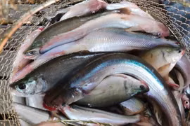 Loài cá nghe tên "lạnh gáy" thành đặc sản hơn 200.000 đồng/kg