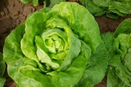 3 loại rau rẻ bèo ở Việt Nam 'tốt bậc nhất thế giới'