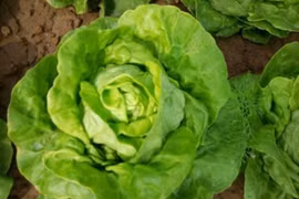 3 loại rau rẻ bèo ở Việt Nam 'tốt bậc nhất thế giới'