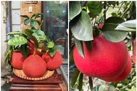 Bưởi đỏ tiến vua 2 triệu đồng/quả dịp Tết có gì đặc biệt? 