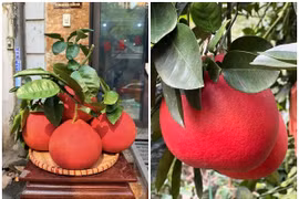 Bưởi đỏ tiến vua 2 triệu đồng/quả dịp Tết có gì đặc biệt? 