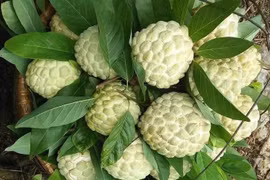 Cách mua na Đồng Bành chính hiệu, không hóa chất 