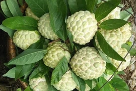 Cách mua na Đồng Bành chính hiệu, không hóa chất 