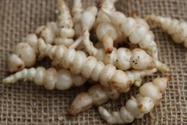 Rau dại nhìn như con sâu "sợ khiếp vía", đào bán là "hốt bạc"