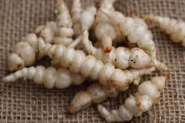 Rau dại nhìn như con sâu "sợ khiếp vía", đào bán là "hốt bạc"