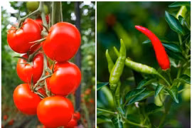 Loại quả xưa 'rẻ như cho' nay đắt ngang thịt