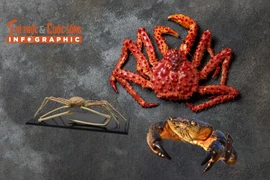 [INFOGRAPHIC] Những loại cua đắt đỏ nhất thế giới