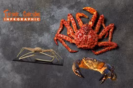 [INFOGRAPHIC] Những loại cua đắt đỏ nhất thế giới