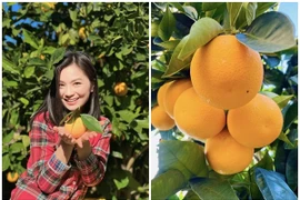 Cận cảnh khu vườn trĩu quả của diễn viên Diệu Hương tại Mỹ