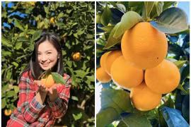 Cận cảnh khu vườn trĩu quả của diễn viên Diệu Hương tại Mỹ