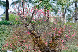 Đào cổ phủ kín rêu phong hút người chơi Hà Nội dịp Tết Bính Ngọ 2026