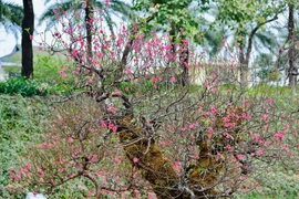 Đào cổ phủ kín rêu phong hút người chơi Hà Nội dịp Tết Bính Ngọ 2026