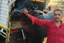 Con trâu khổng lồ được trả gần 62 tỷ đồng, chủ vẫn từ chối bán 