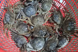 Loại cua quý hiếm ngon hơn ghẹ, 600.000 đồng/kg vẫn khó mua