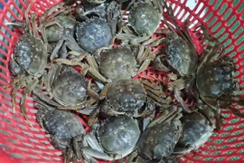 Loại cua quý hiếm ngon hơn ghẹ, 600.000 đồng/kg vẫn khó mua