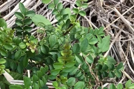 Cây dại mọc hoang "lên đời" thành đặc sản dân phố săn lùng, 800.000 đồng/kg