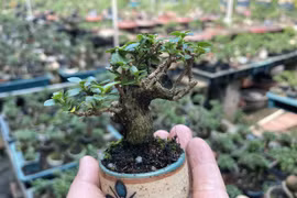 'Mỏi mắt' ngắm bonsai mini đẹp say lòng 