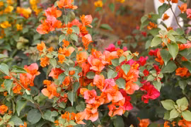 Loài hoa từng bị 'thất sủng' nay hồi sinh hút khách chơi Tết