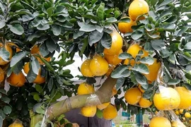 Ngắm bonsai trĩu quả hút khách chơi dịp Tết