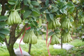 Làng phật thủ lớn nhất miền Bắc hút khách trước Tết Bính Ngọ 2026