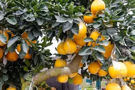 Ngắm bonsai trĩu quả hút khách chơi dịp Tết