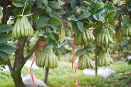 Làng phật thủ lớn nhất miền Bắc hút khách trước Tết Bính Ngọ 2026